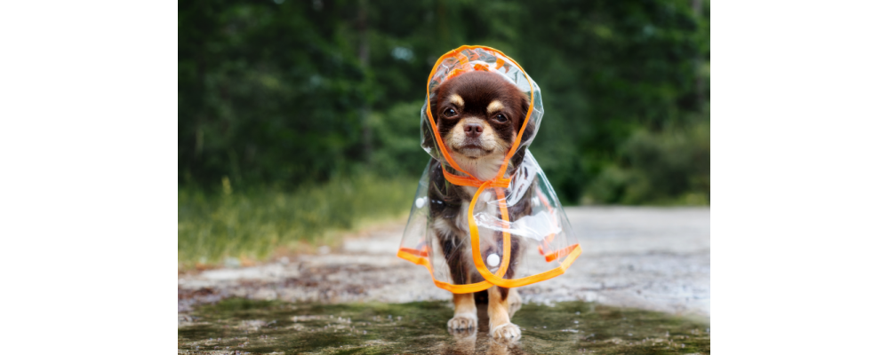 Personal Insurance