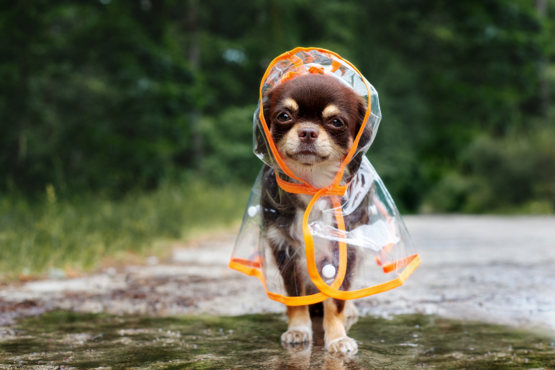 Pet Care
